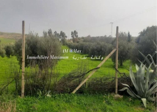 Senia de 3 Hectars - Bien immobilier à {"id":13,"country_id":219,"name":"MANOUBA","slug":"manouba"} - Image 2 - Agence immobilière Maximum - Agence Immobilière Agence immobilière Maximum